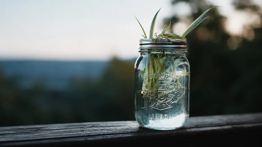 Glass mason jar with green plant cuttings and roots placed on a wooden railing outdoors with a blurred natural background.