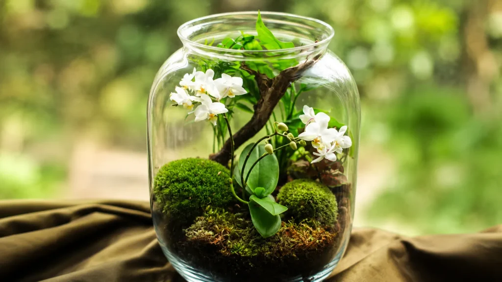 Glass terrarium featuring white orchids, green moss, and lush plants in a decorative indoor garden display with a natural blurred background.